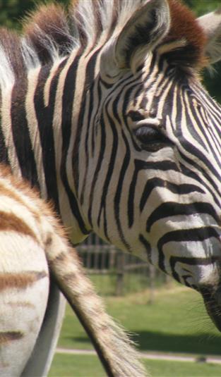 Planète Sauvage - Safari en famille près du camping