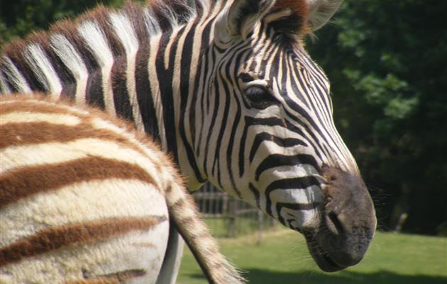 Planète Sauvage - Safari en famille près du camping - 