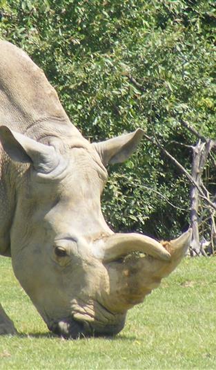 Planète Sauvage - Safari en famille près du camping